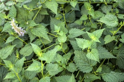 ​藿香的功效与作用