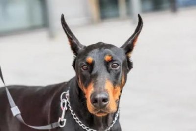 ​狗狗死了身体僵硬了还有可能救活吗？为什么狗死了身体僵硬