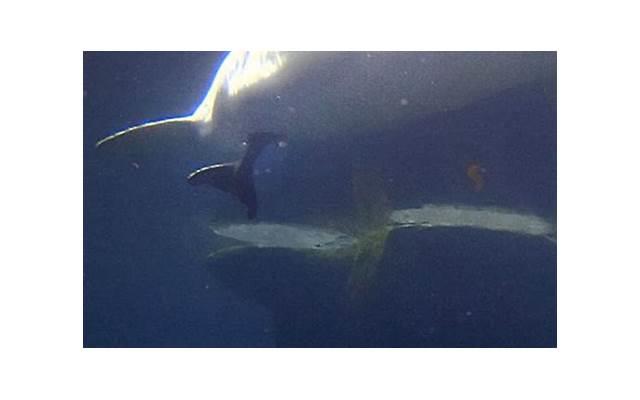 倾慕的意思是什么 倾慕的意思是什么