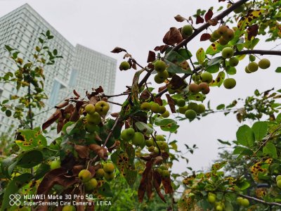 ​海棠花的扦插方法