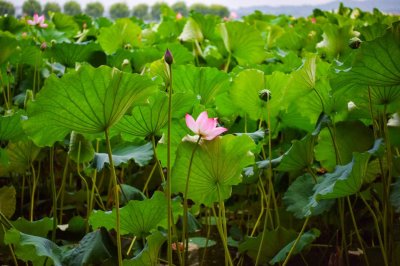 ​家里养莲花有什么寓意