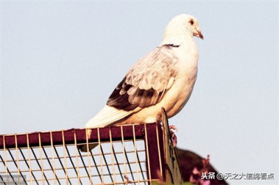 ​信鸽和普通鸽子的区别(捡到信鸽可以自己养吗)