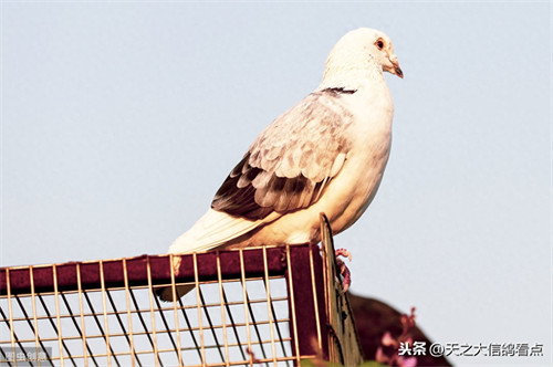 信鸽和普通鸽子的区别(捡到信鸽可以自己养吗)