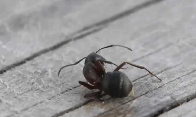 酒精喷在蚂蚁身上会怎样吗