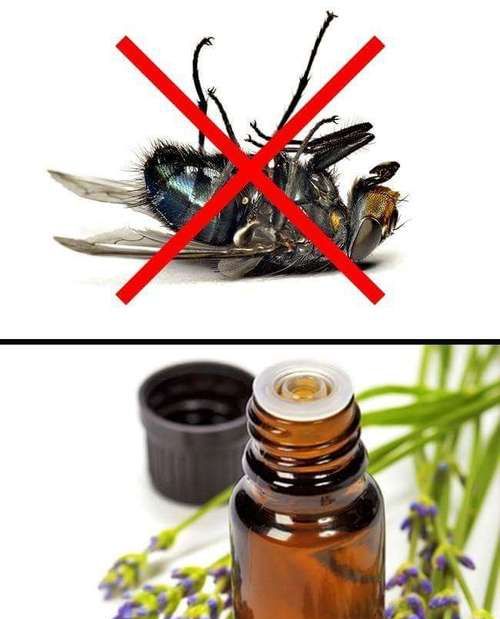 酒精喷在蚂蚁身上会怎样吗