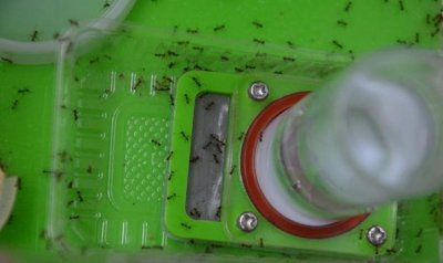 ​酒精喷在蚂蚁身上会怎样,蚂蚁怕酒精吗