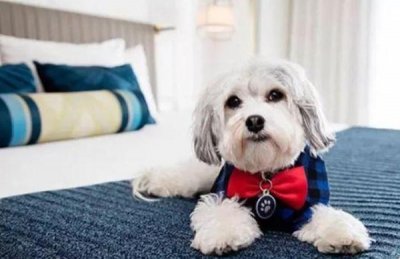 ​狗狗吃什么最养胃修复胃（狗狗养胃的食物）