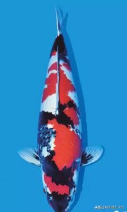 ​鱼池水变绿如何处理方法（养鱼水质变色的原因及解救方法）