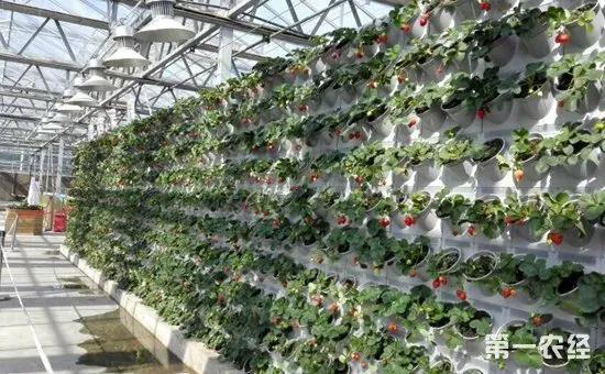 有没有适合农村投资少的致富项目(投资小见效快的6个致富小项目)(4)