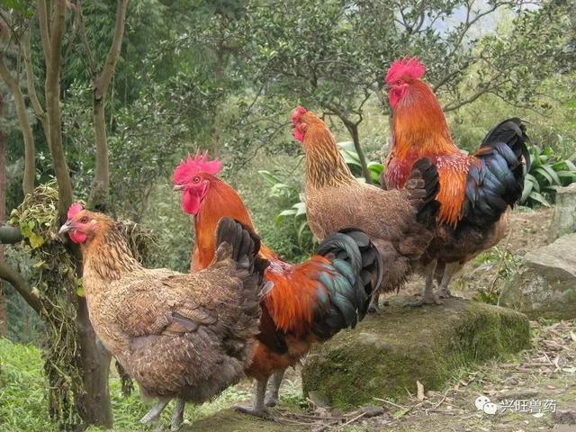 有没有适合农村投资少的致富项目(投资小见效快的6个致富小项目)(5)