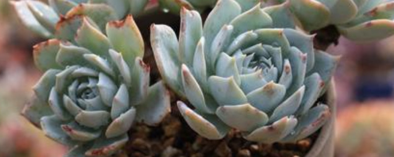 蓝鸟多肉的养殖方法和注意事项(图1)