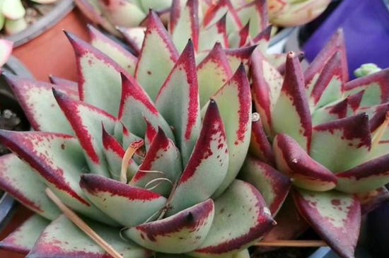 蓝鸟多肉的养殖方法和注意事项(图2)