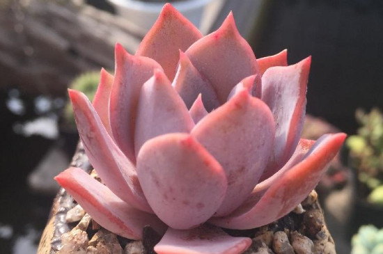 蓝鸟多肉的养殖方法和注意事项(图3)