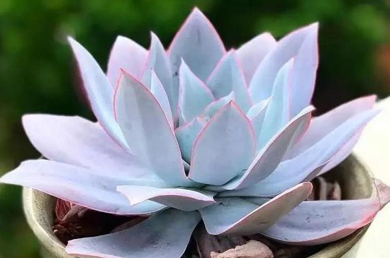 蓝鸟多肉的养殖方法和注意事项(图4)