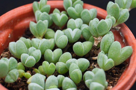 碧玉莲干枯了怎么办(图2)