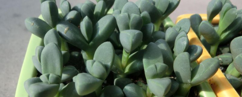 碧玉莲干枯了怎么办(图1)