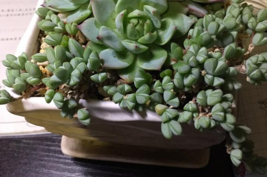 碧玉莲干枯了怎么办(图4)