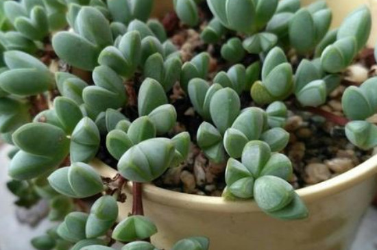 碧玉莲干枯了怎么办(图3)