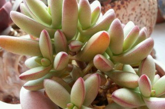 小天狗叶子皱怎么回事(图3)