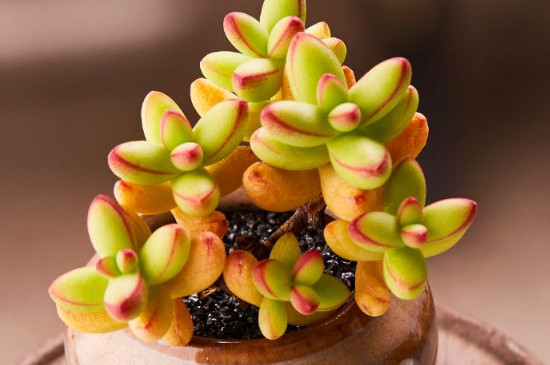 小天狗叶子皱怎么回事(图2)