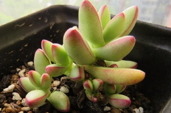 小天狗叶子皱怎么回事(图4)