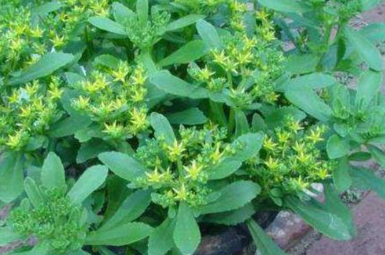 养心菜种子如何催芽(图4)