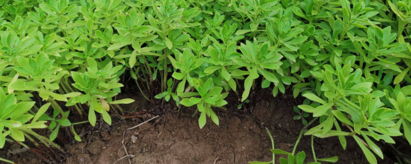 养心菜种子如何催芽(图1)