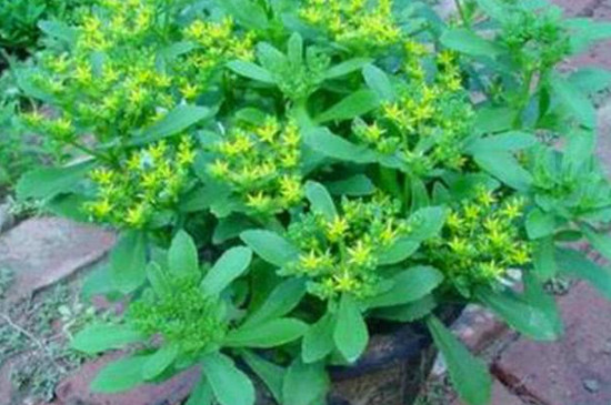 养心菜种子如何催芽(图2)