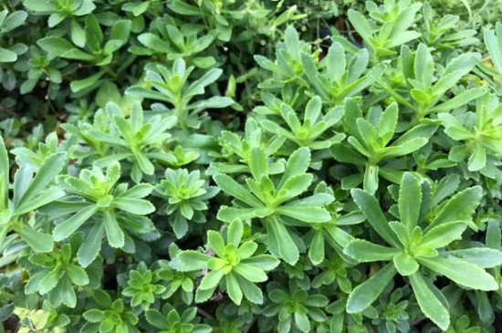 养心菜种子如何催芽(图3)