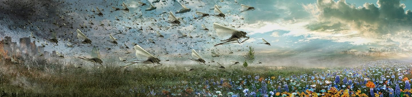 locusts-5952699__340.jpg
