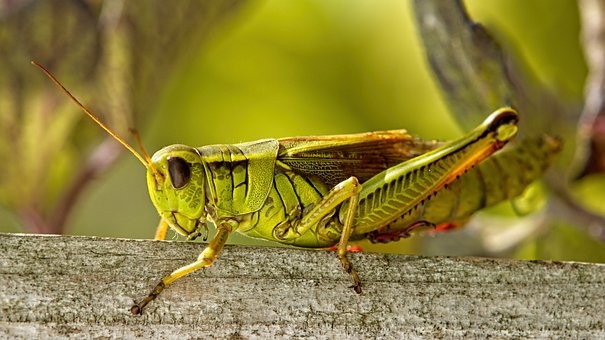grasshopper-4484850__340.jpg