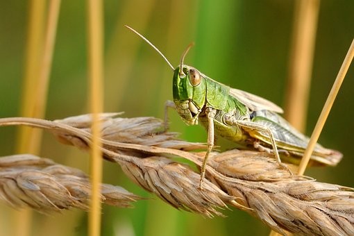 desert-locust-1865955__340.jpg