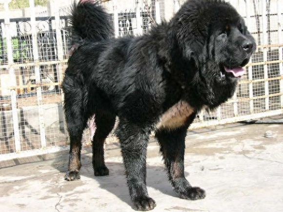 世界第一肉狗:中国青龙犬,却是藏獒和蒙古獒神犬后代