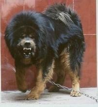 世界第一肉狗:中国青龙犬,却是藏獒和蒙古獒神犬后代