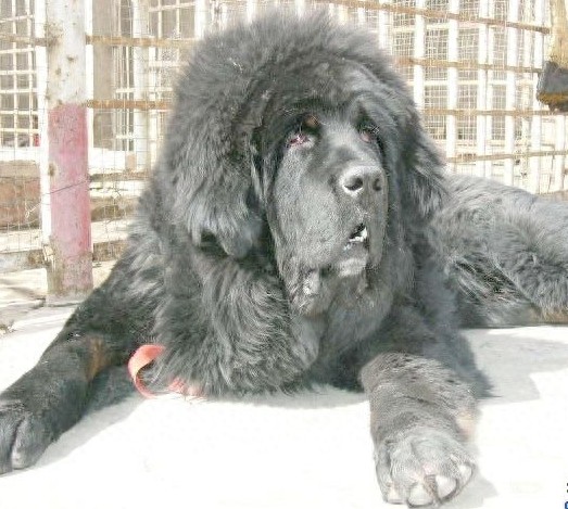 世界第一肉狗:中国青龙犬,却是藏獒和蒙古獒神犬后代