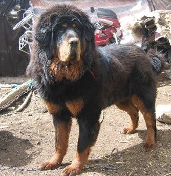 世界第一肉狗:中国青龙犬,却是藏獒和蒙古獒神犬后代