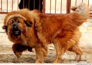 世界第一肉狗:中国青龙犬,却是藏獒和蒙古獒神犬后代