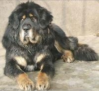 世界第一肉狗:中国青龙犬,却是藏獒和蒙古獒神犬后代