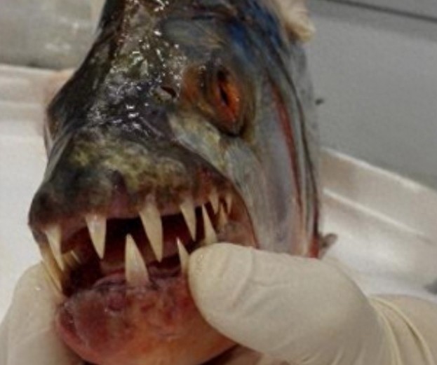 重庆截获6条长相怪异牙齿锋利的冰冻鱼,价格竟上百万