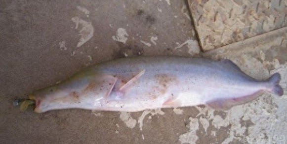 重庆截获6条长相怪异牙齿锋利的冰冻鱼,价格竟上百万