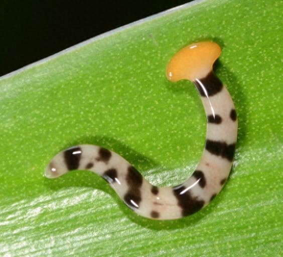 这种形似蚯蚓的“怪虫”叫做：笄蛭涡虫