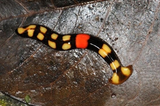 这种形似蚯蚓的“怪虫”叫做：笄蛭涡虫