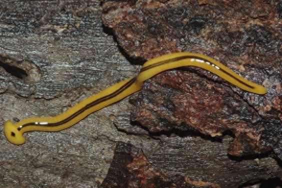 这种形似蚯蚓的“怪虫”叫做：笄蛭涡虫