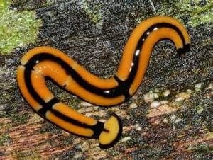 这种形似蚯蚓的“怪虫”叫做：笄蛭涡虫