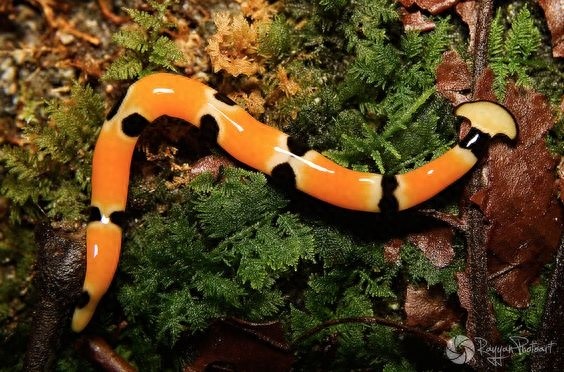 这种形似蚯蚓的“怪虫”叫做：笄蛭涡虫