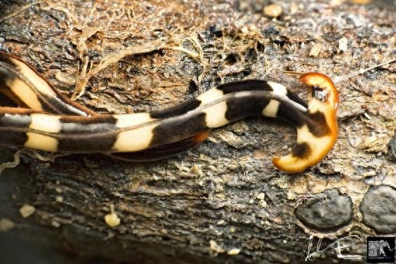 这种形似蚯蚓的“怪虫”叫做：笄蛭涡虫