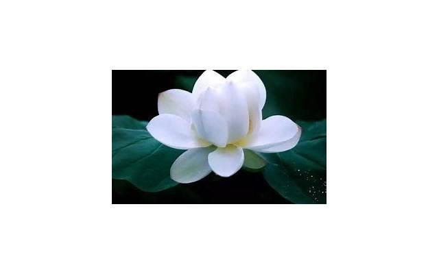 如何知道女孩是否暗恋你 女孩暗恋你有哪些迹象