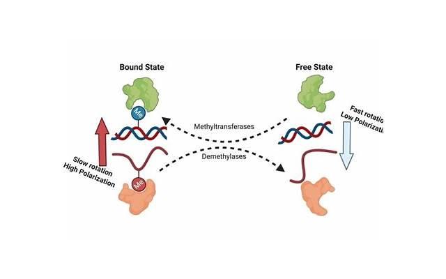 在感情中,如何做到真正的放下? 在感情中,如何做到真正的放下?