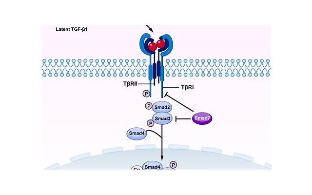 如何不伤人的拒绝表白 如何不伤人的拒绝表白