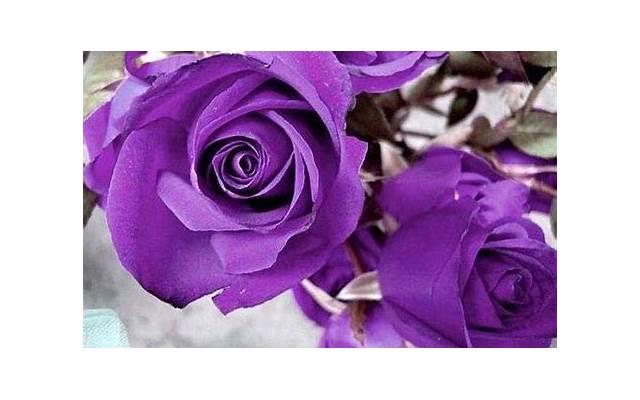 孕期如何养生 孕期养生秘笈都有什么 孕期如何养生 孕期养生秘笈都有什么